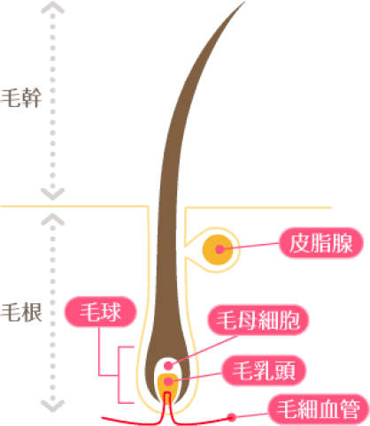 毛根の構造